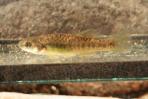 Allodontichthys polylepis