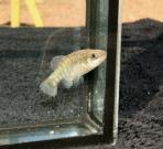 Xenotoca melanosoma