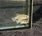 Xenotoca melanosoma
