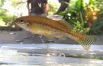 Ilyodon whitei