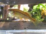 Ilyodon whitei