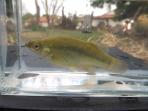 Goodea atripinnis