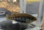 Allotoca dugesii 