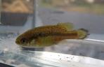Allotoca dugesii 