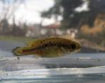 Allotoca dugesii 