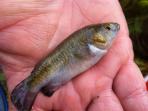 Crenichthys nevadae