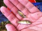 Crenichthys nevadae