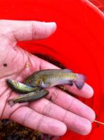 Crenichthys nevadae