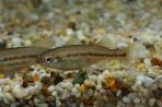 Ilyodon furcidens