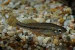 Ilyodon whitei