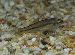 Ilyodon whitei