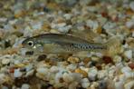 Ilyodon whitei