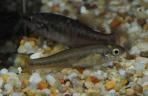 Ilyodon whitei