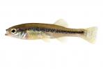 Ilyodon whitei