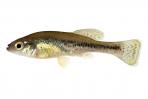 Ilyodon whitei
