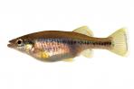 Ilyodon whitei