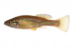 Ilyodon whitei