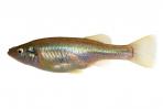Ilyodon whitei