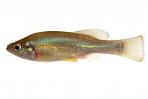 Ilyodon whitei