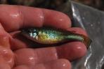 Ilyodon furcidens