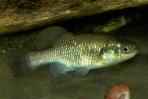Xenotoca melanosoma