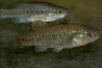 Xenotoca melanosoma