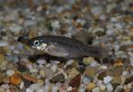 Neoophorus regalis