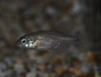 Neoophorus regalis
