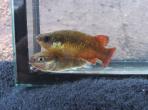 Characodon audax