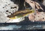 Characodon lateralis