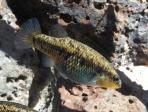 Characodon lateralis