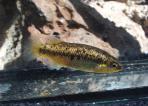 Characodon lateralis