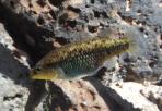 Characodon lateralis