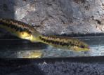 Characodon lateralis