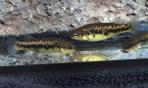 Characodon lateralis