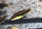 Characodon lateralis