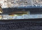 Characodon lateralis