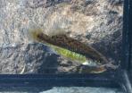 Allotoca dugesii 
