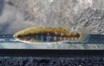 Allotoca dugesii 