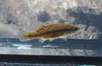 Allotoca dugesii 