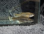 Ameca splendens