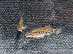 Zoogoneticus purhepechus