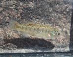 Xenotoca melanosoma