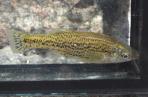 Ameca splendens