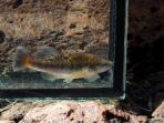 Allodontichthys polylepis