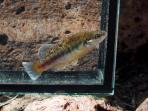Allodontichthys polylepis
