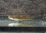 Allodontichthys polylepis