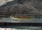 Allodontichthys polylepis