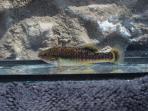 Allodontichthys tamazulae