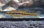 Ilyodon whitei